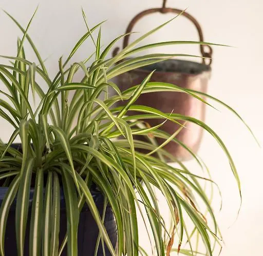 Rural Son Tretze - Adults Only