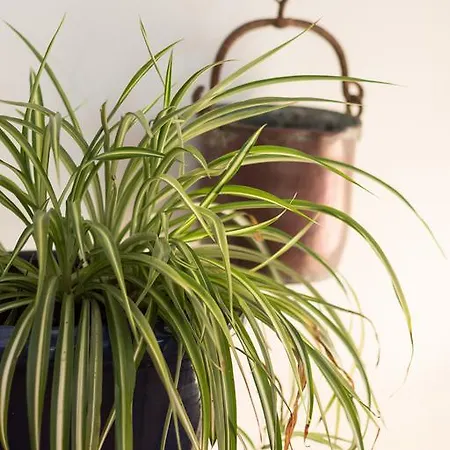 Rural Son Tretze - Adults Only